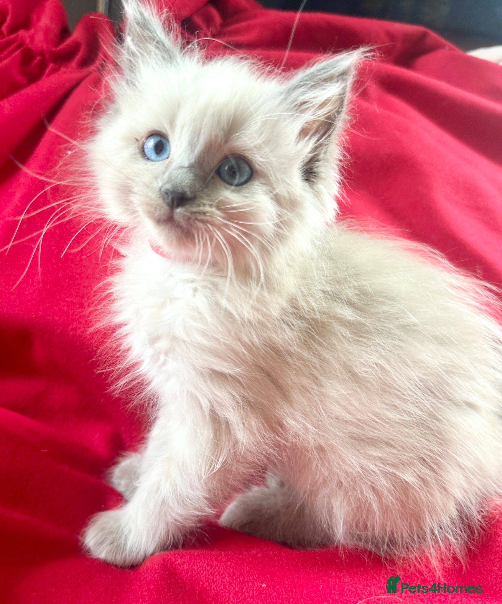 Ragdoll cats for sale: Pure Blue Ragdoll kittens  - Advert 5