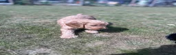 Cockapoo dogs for sale: A gorgeous litter of F1 cockapoos, boys & girls.  - Advert 33