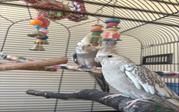 Cockatiels birds for sale: 2x cockatiels for sale and cage/toys - Image 4