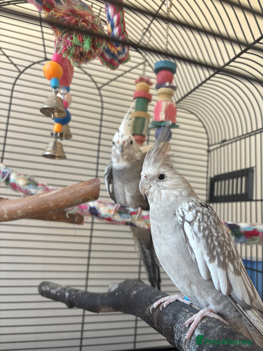 Cockatiels birds for sale: 2x cockatiels for sale and cage/toys - Image 4