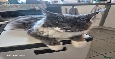 Maine Coon cats - Advert 1