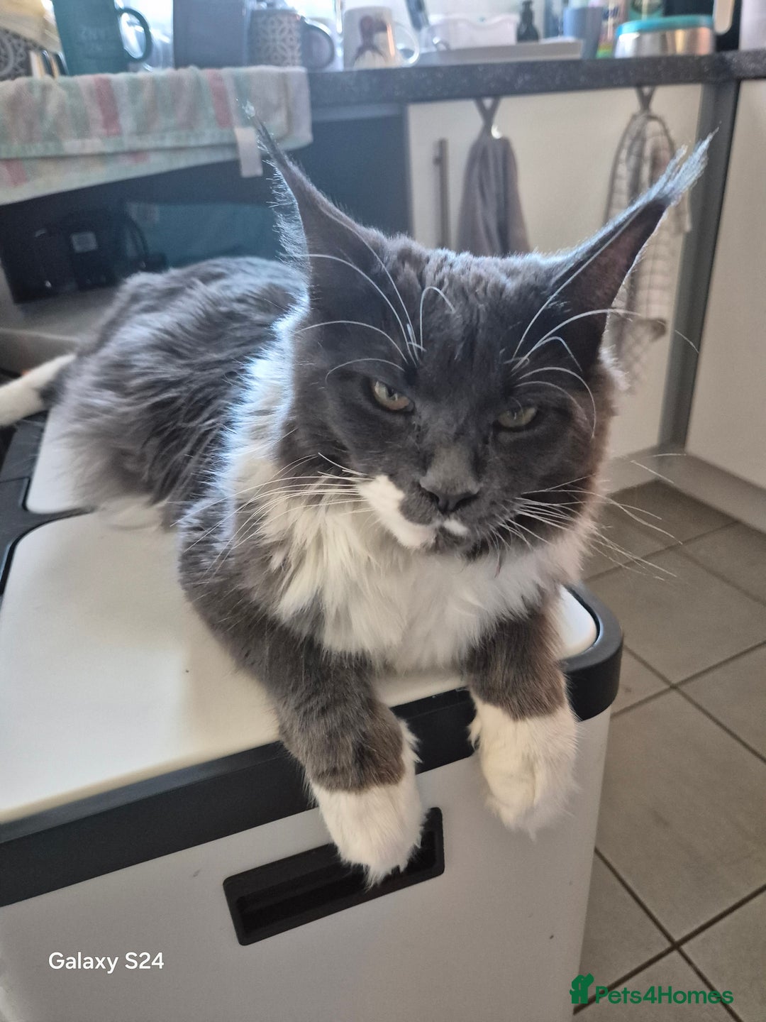 Maine Coon cats for sale: Gorgeous half  maincoon and ragdoll kittens  - Image 2