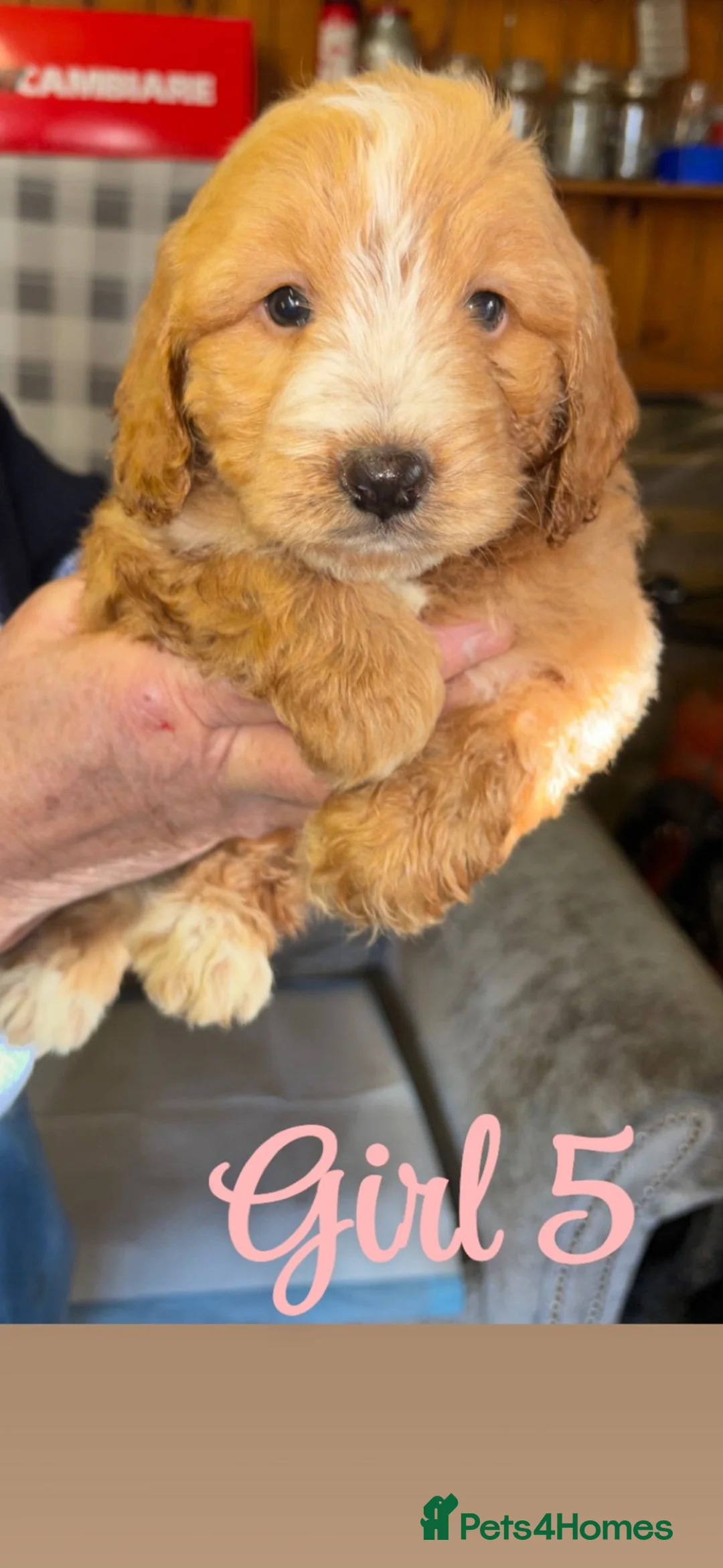 Cockapoo dogs for sale: Cockapoo pups  - Advert 8