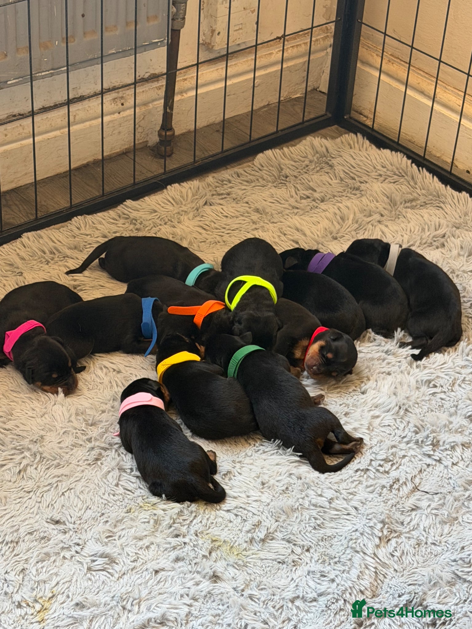 Rottweiler dogs for sale: 11 beautiful Rottweiler Puppies - Advert 2