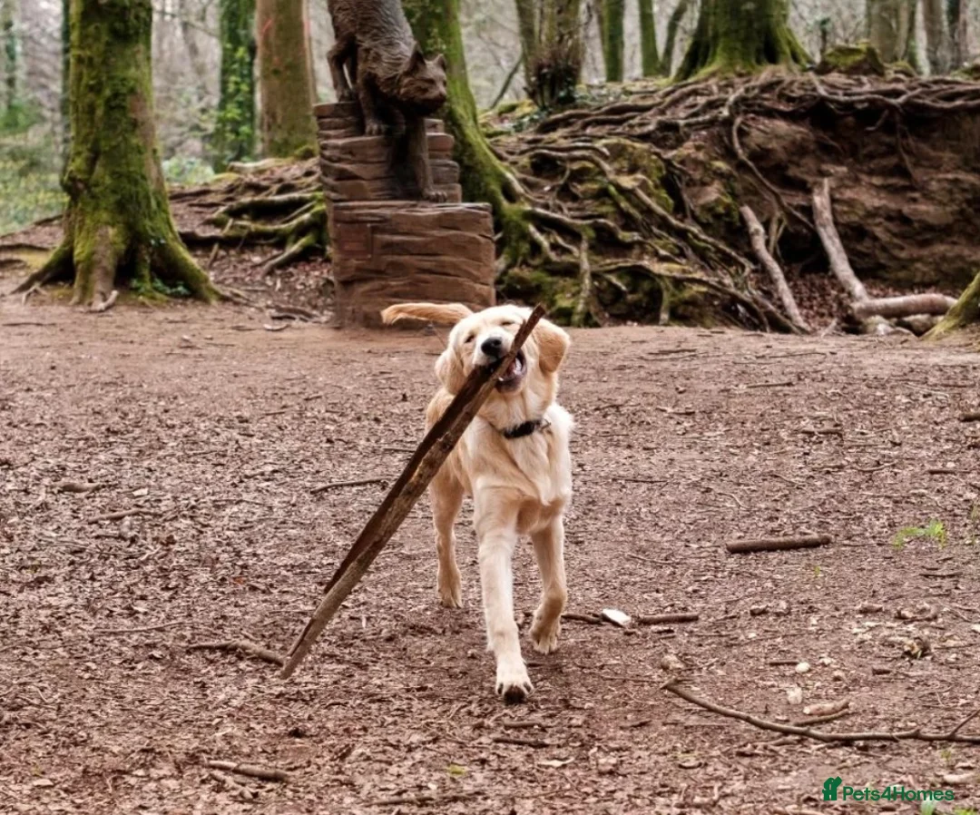 Golden Retriever dogs for stud: Proven Golden retriever - KC registered in Cardiff - Advert 8