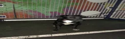 Staffordshire Bull Terrier dogs for sale: Gorgeous mayeh  - Advert 3