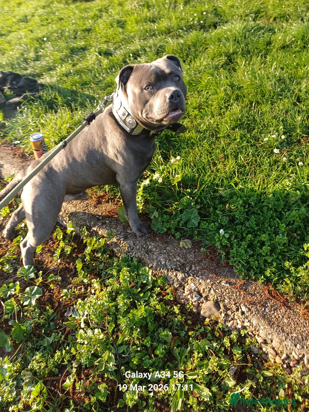 Staffordshire Bull Terrier dogs for stud: Zeus for stud, stunning fully kc blue staffy boy  - Advert 25