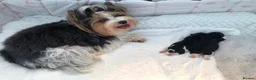 Yorkshire Terrier dogs for sale: One Gorgeous Girl Biewer Terrier LEFT! - Advert 8