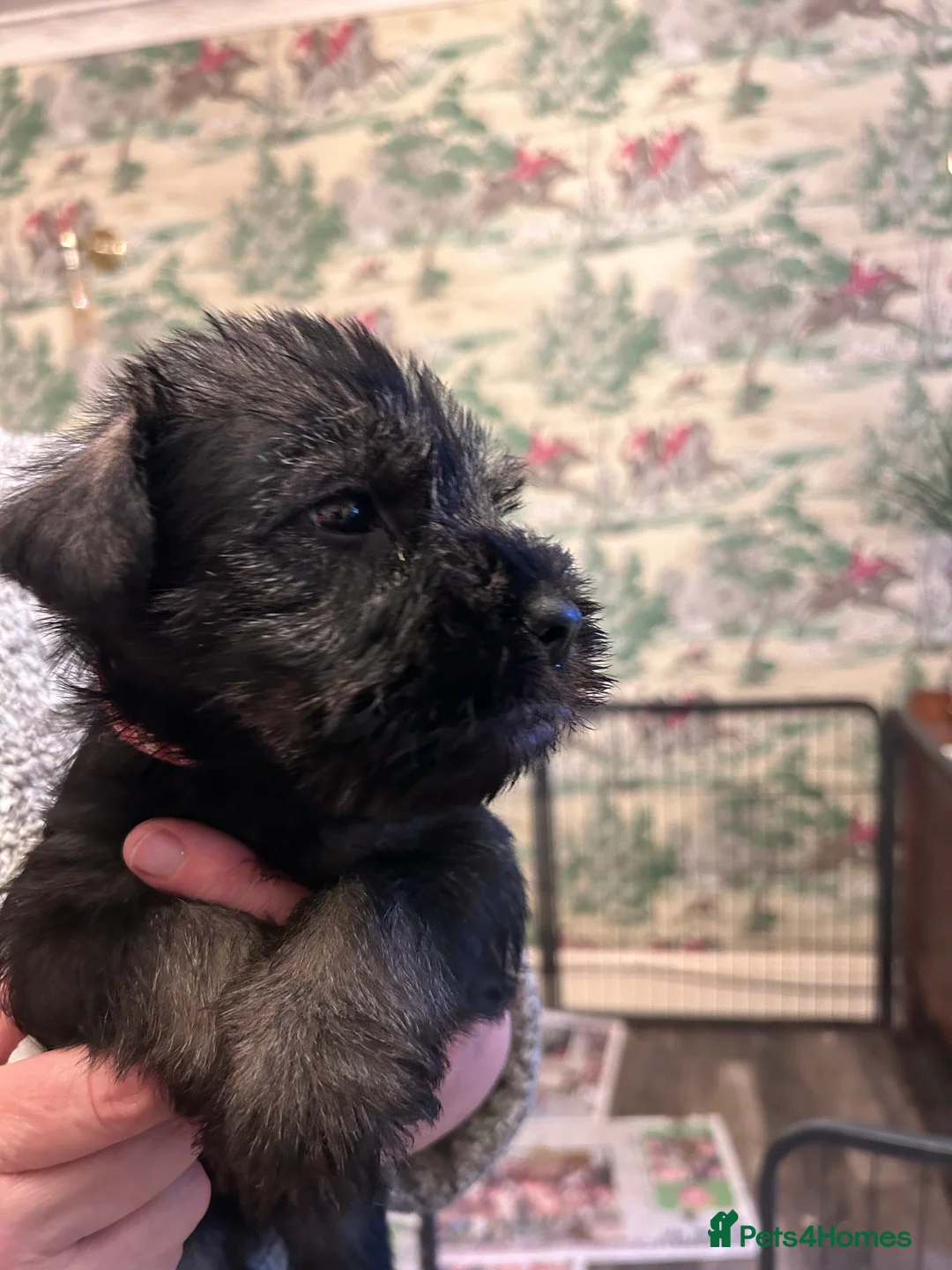 Schnauzer dogs for sale: KC reg Male standard schnauzer Puppies.Ready now. - Advert 3
