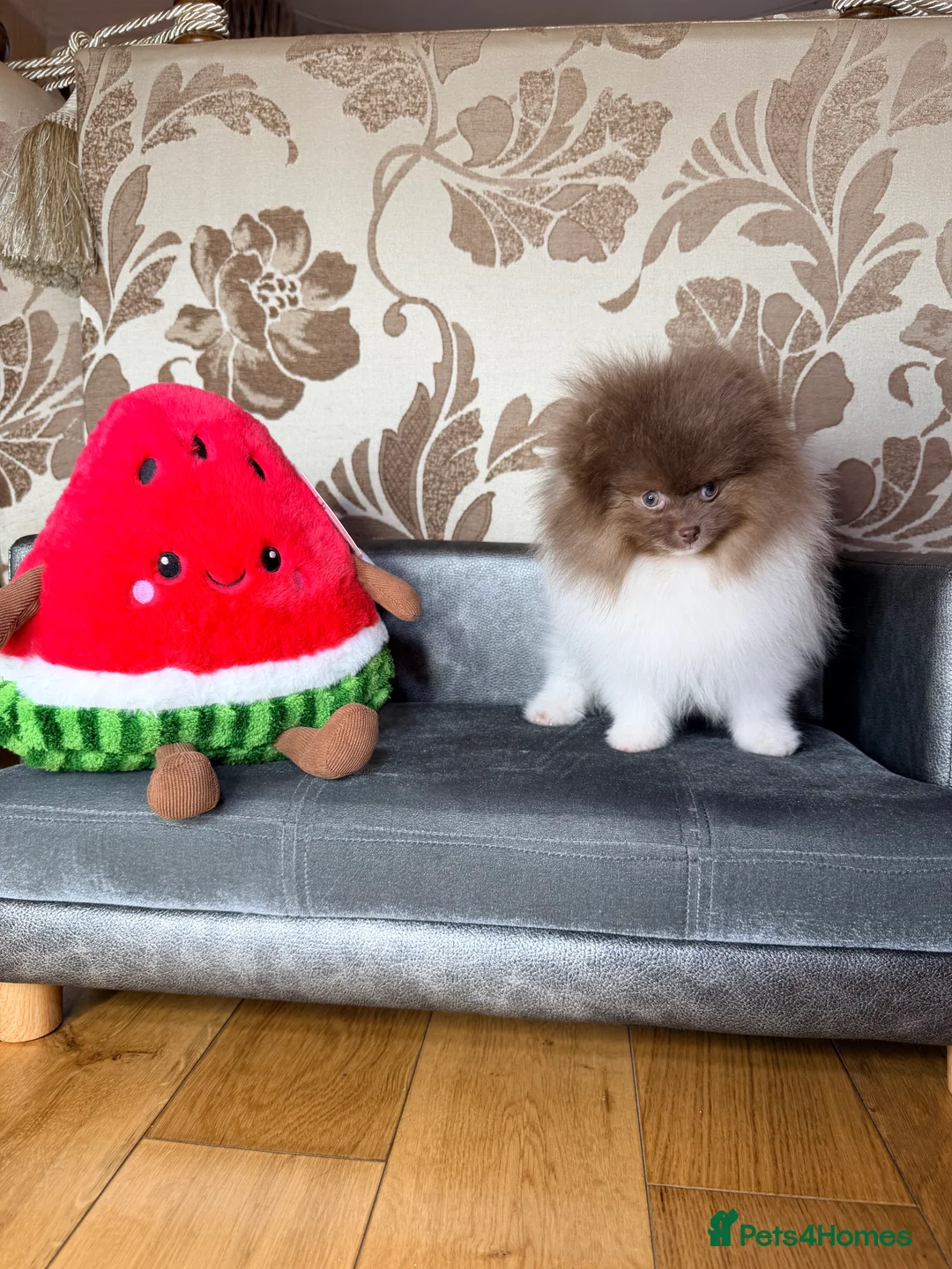 Pomeranian dogs for sale: Exclusive Lilac Party color Pomeranian Boy - Advert 34