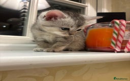 Mixed Breed cats for sale: 4 Persian chinchilla mix breed kittens  - Image 4