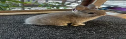 Netherland Dwarf rabbits for sale: Netherland dwarfs for sale  - Advert 5