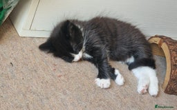 Mixed Breed cats for sale: 9 adorable Disney kitten couples  - Image 38