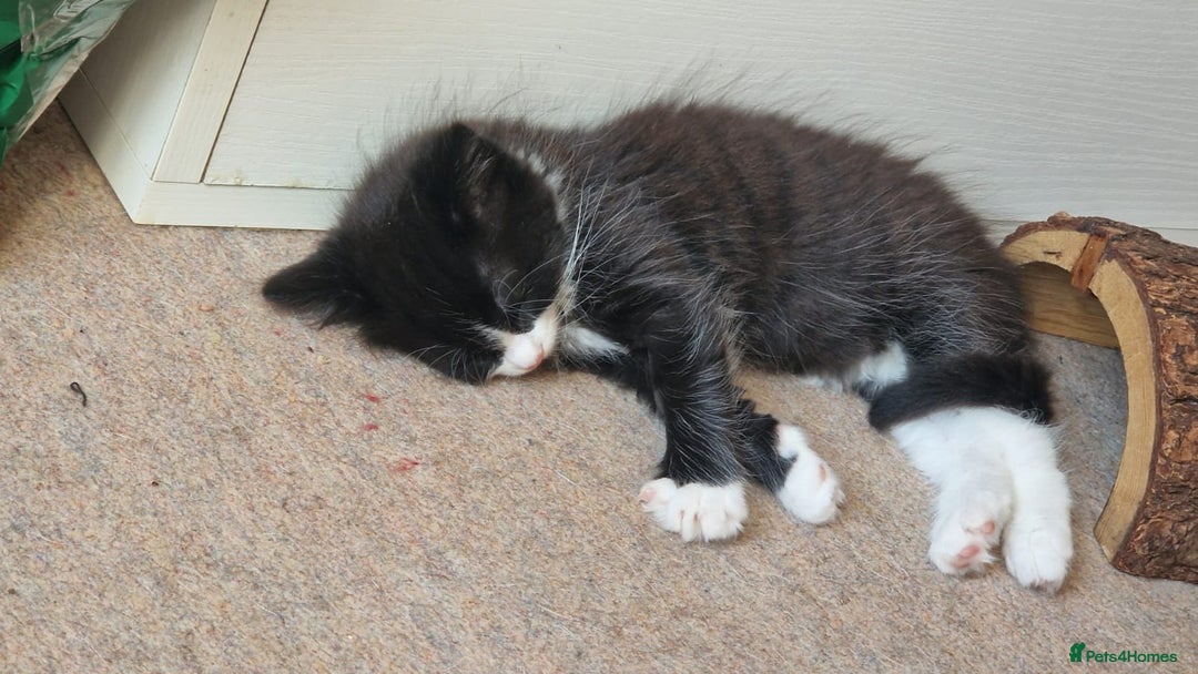 Mixed Breed cats for sale: 9 adorable Disney kitten couples  - Image 38