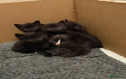Siamese cats for sale: 4 boy kittens available  - Image 1