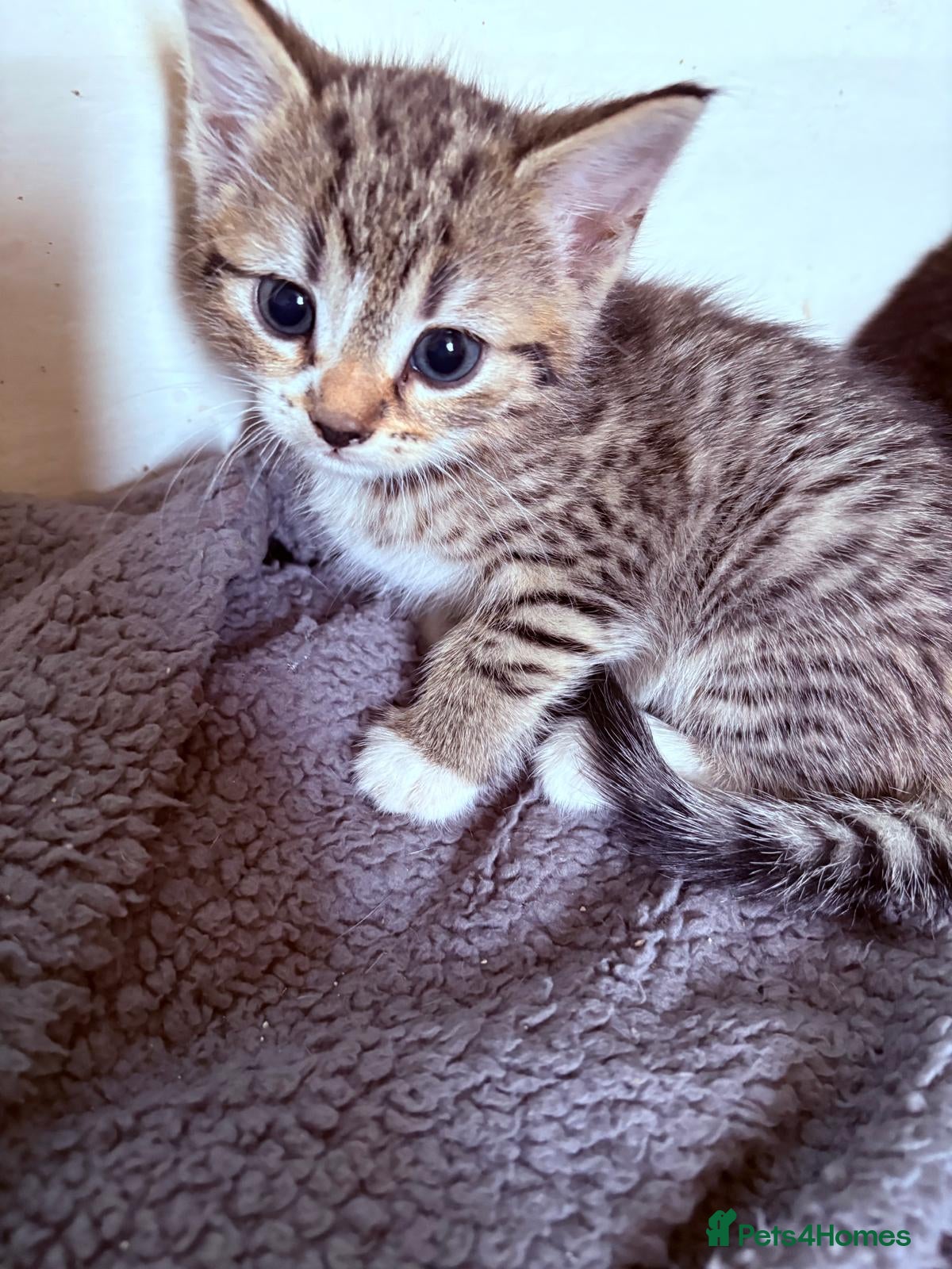 Mixed Breed cats for sale: Kittens Ready Now - Advert 10
