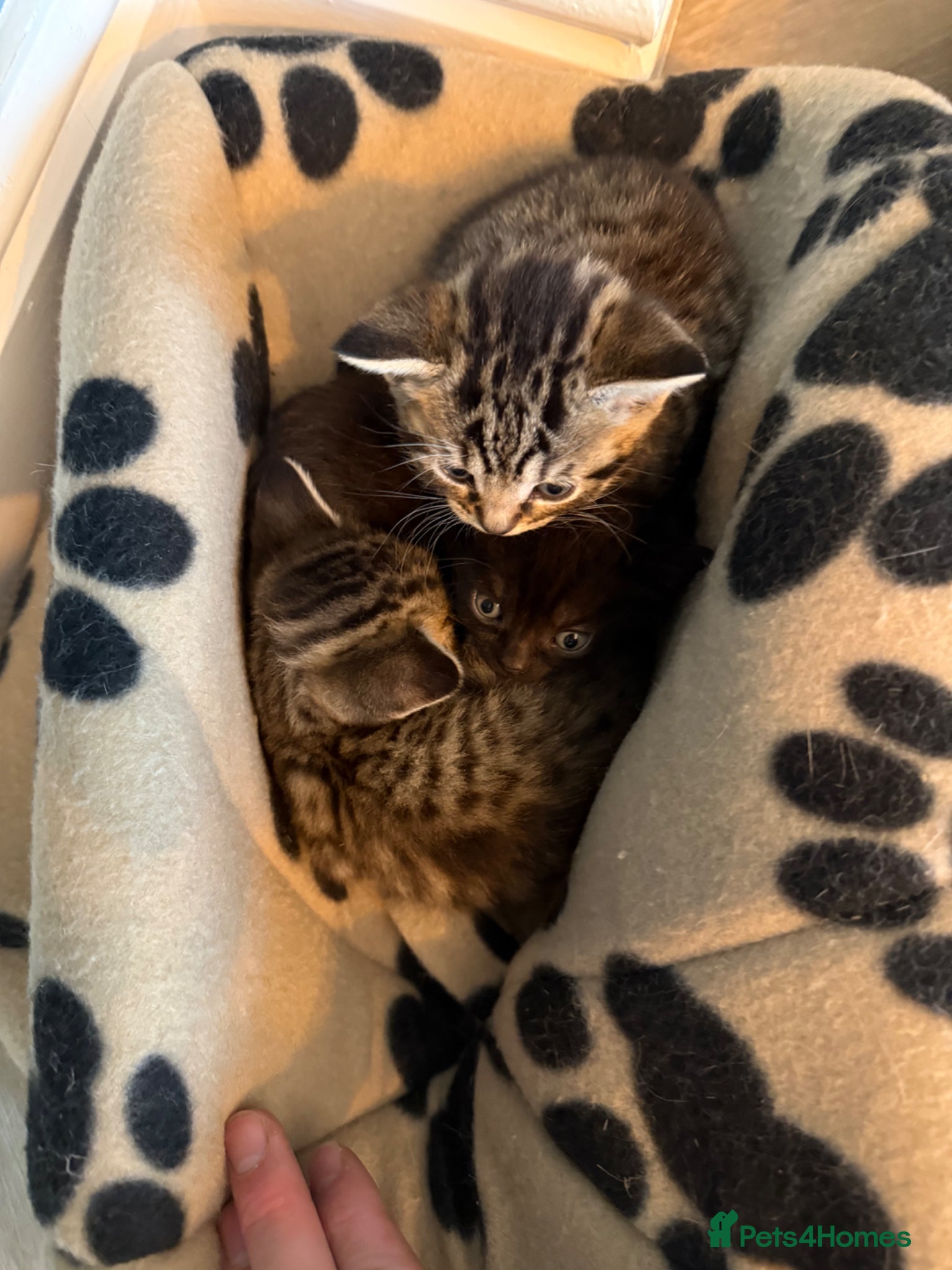 Mixed Breed cats Domestic shorthair (Tabby) Kittens  - Advert 4