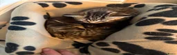 Mixed Breed cats for sale: Domestic shorthair (Tabby) Kittens  in Wisbech - Advert 1