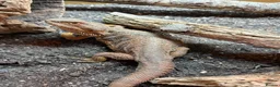 Bearded Dragon reptiles for sale: FEMALE Bearded dragon  - Advert 2