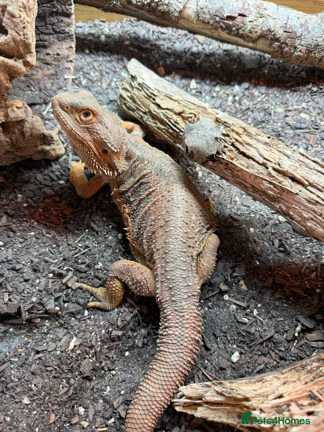 Bearded Dragon reptiles for sale: FEMALE Bearded dragon  - Advert 2