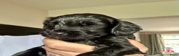 Cockapoo dogs for sale: PRICE REDUCED! Adorable F1b Cockapoo puppies £950 - Advert 12