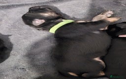 German Shepherd dogs for sale: Beautiful German Shepherd Pups for sale - Image 6