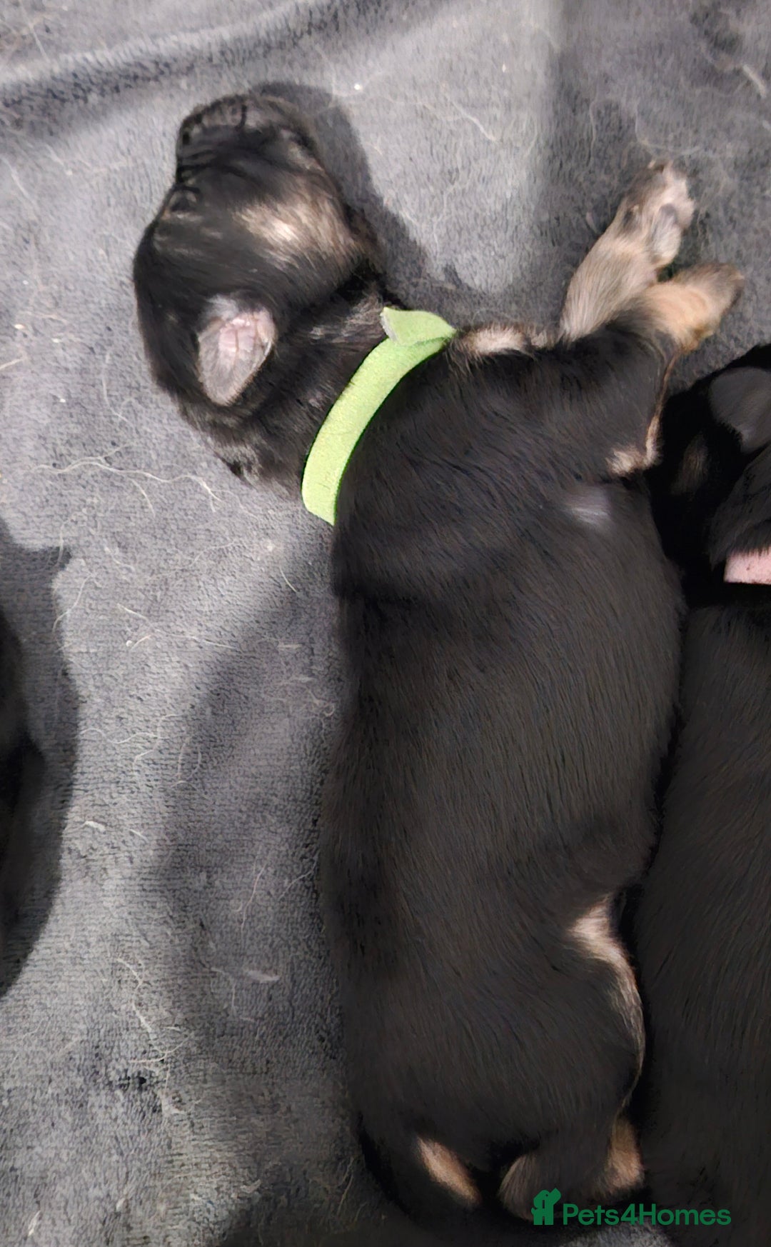 German Shepherd dogs for sale: Beautiful German Shepherd Pups for sale - Image 6