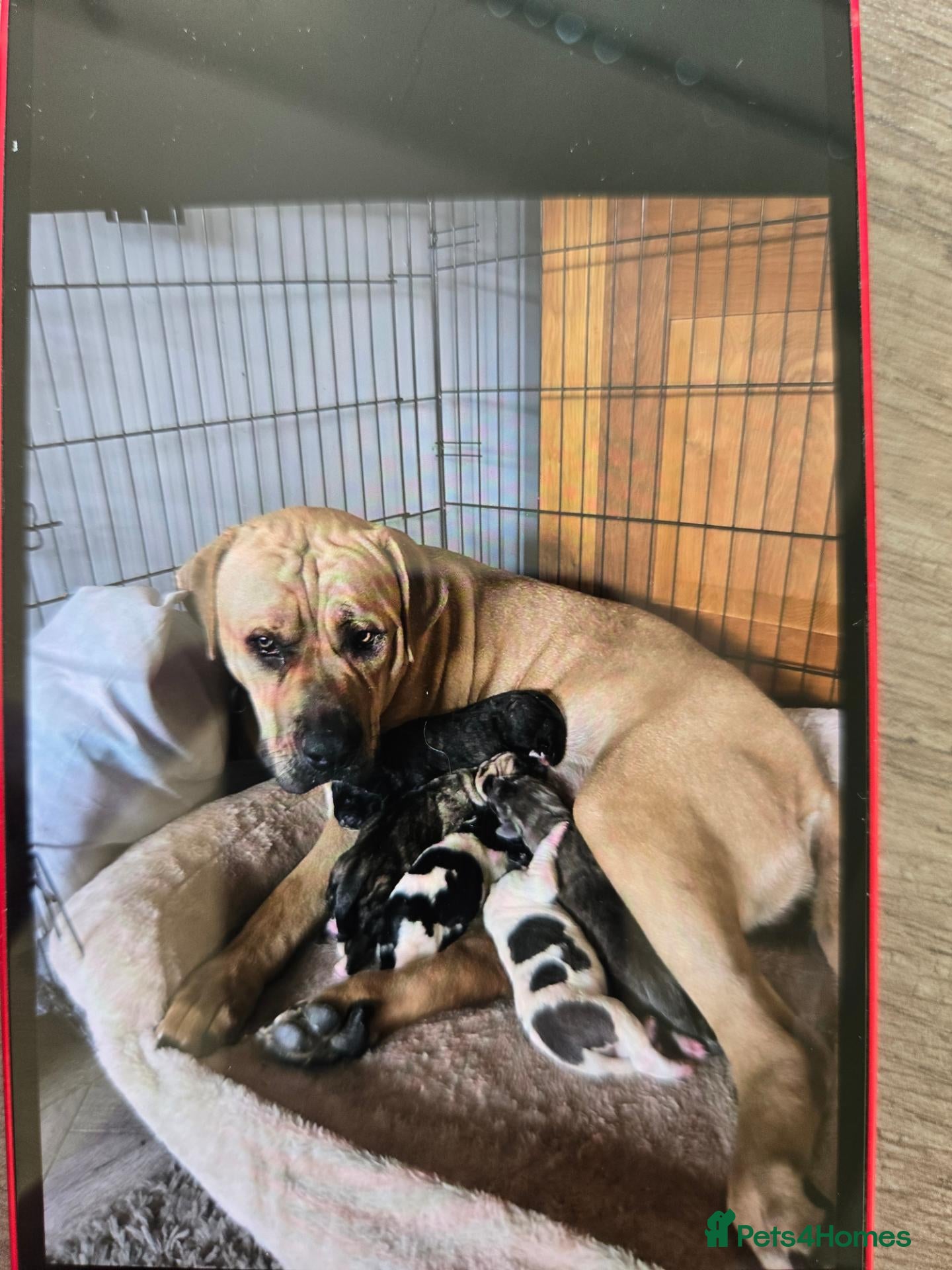 Mixed Breed dogs Cane Corso x Puppies - Advert 5
