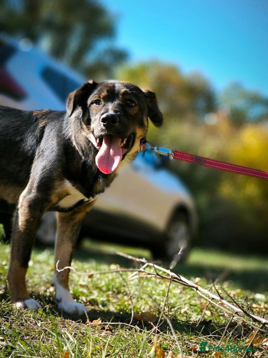 Mixed Breed dogs for adoption: 💙🐶 KOKOS 🐶💙 - Advert 9