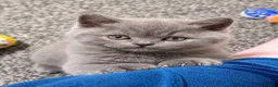 British Shorthair cats for sale: Beautiful British Shorthair Kittens - Advert 8