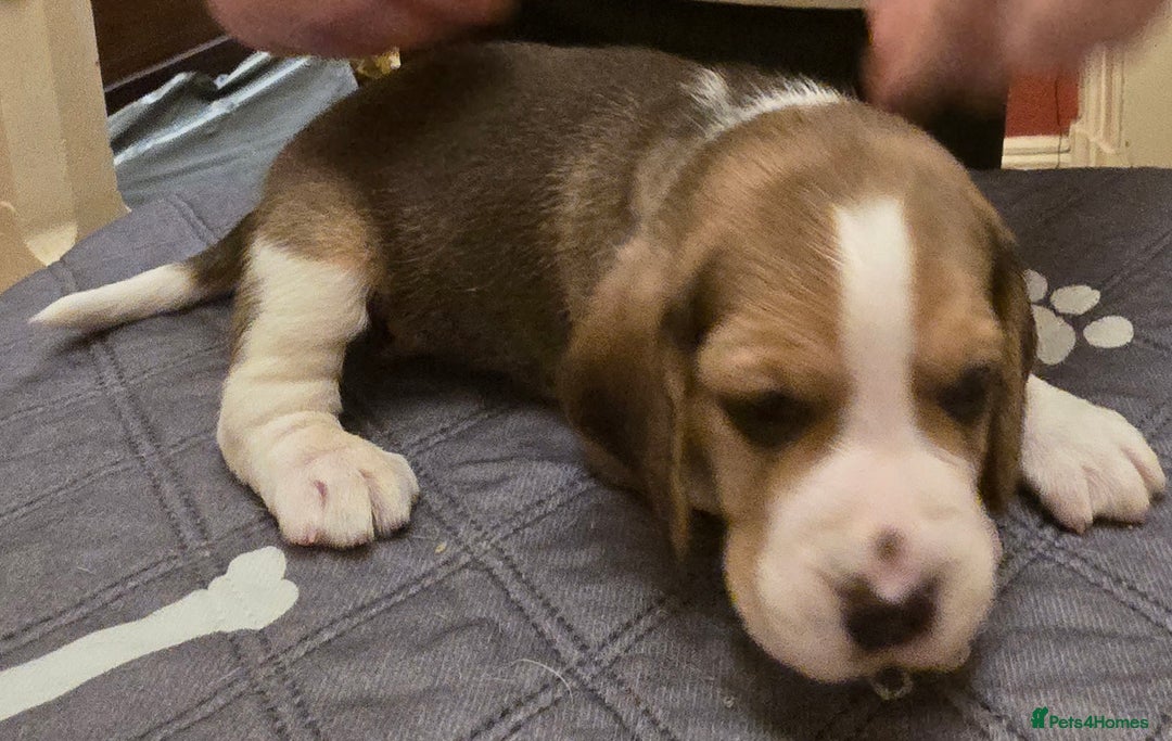 Beagle dogs for sale: KC registered Beagle pups, Rare Blue tri & tri - Advert 7
