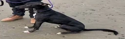 Mixed Breed dogs for adoption: ROCKY 3yr old Greyhound x whippet - Advert 1