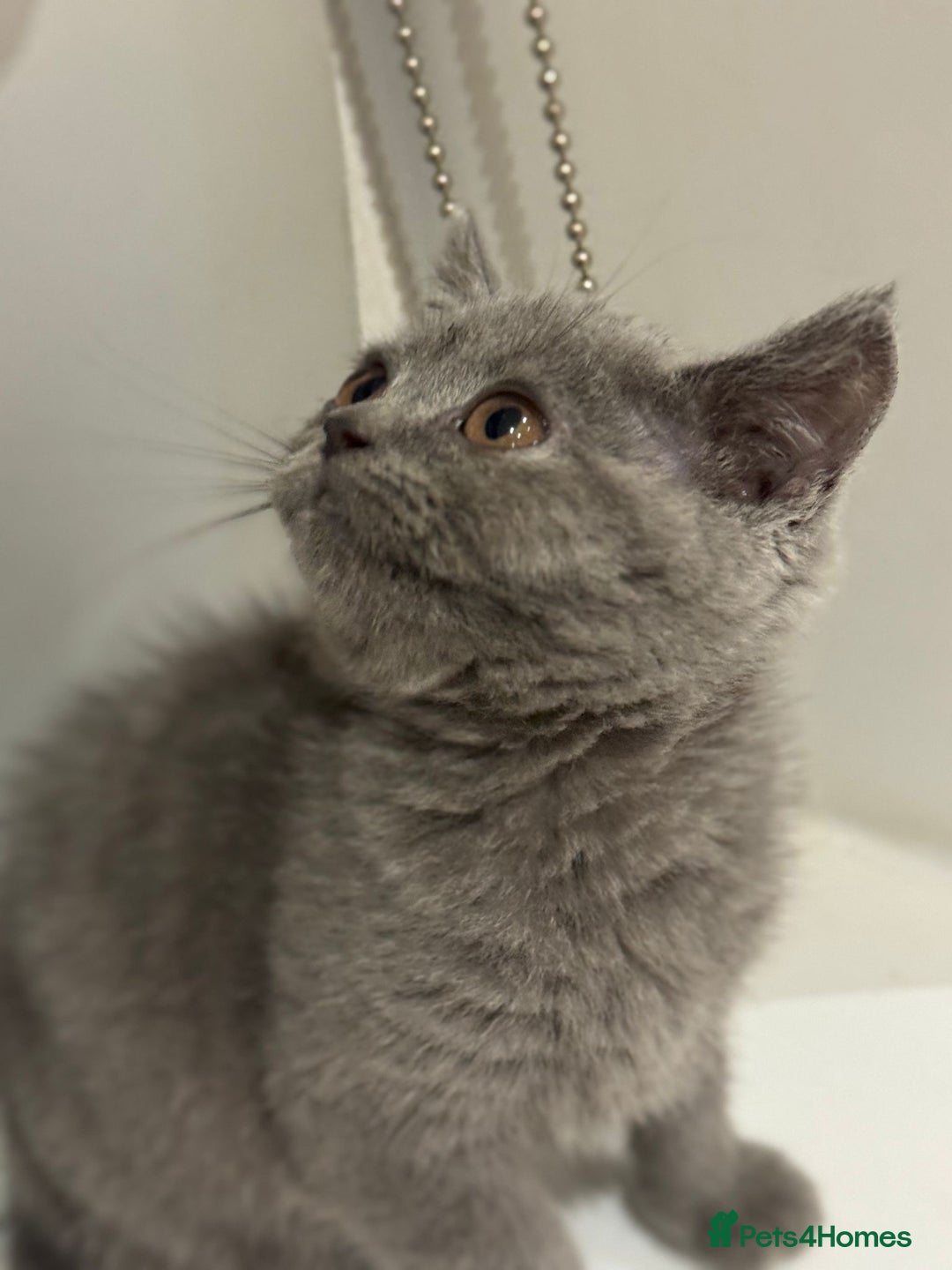 British Shorthair cats for sale: British blue short hair  - Advert 6
