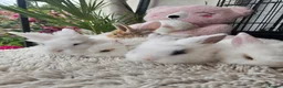 Lionhead rabbits for sale: Cutest Lionhead lops Supersoft blue eyes  - Advert 1