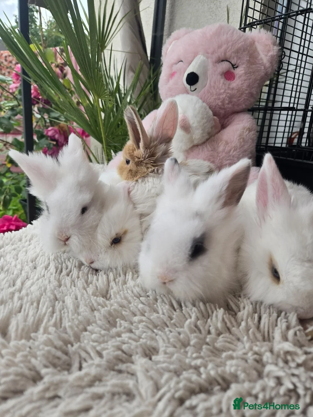 Lionhead rabbits for sale: Cutest Lionhead lops Supersoft blue eyes  - Advert 1