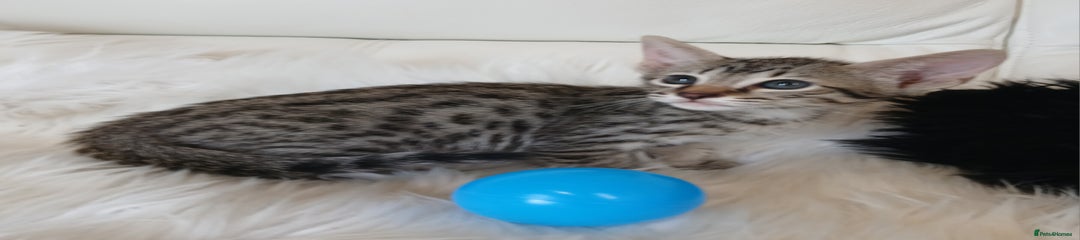 Savannah Kitten 2