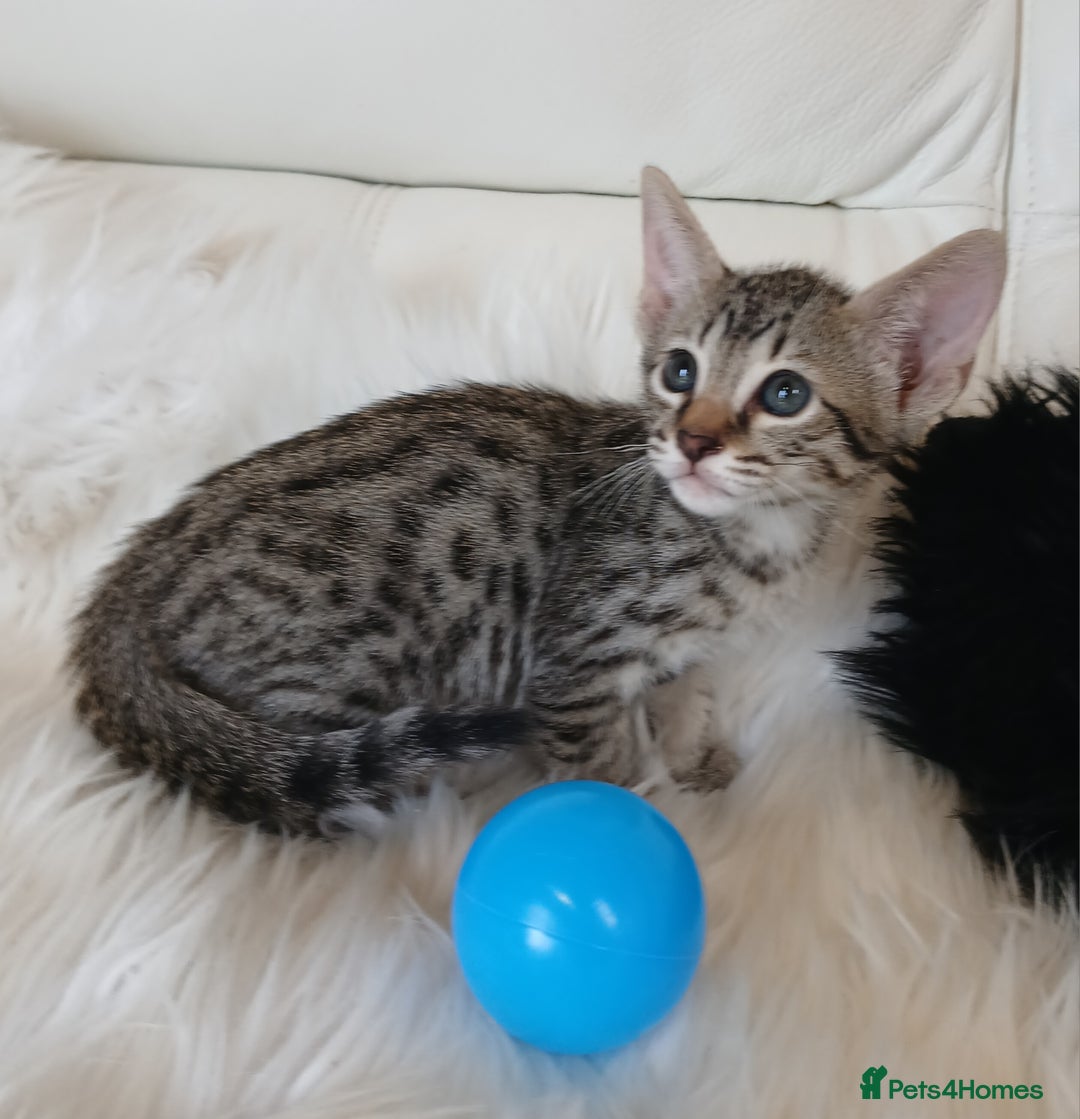Savannah cats for sale: Stunning  Savannahs - Image 11