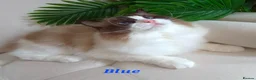 Ragdoll cats for sale: ✨ Exceptional Ragdolls,a distinguished lineage ✨ - Advert 5