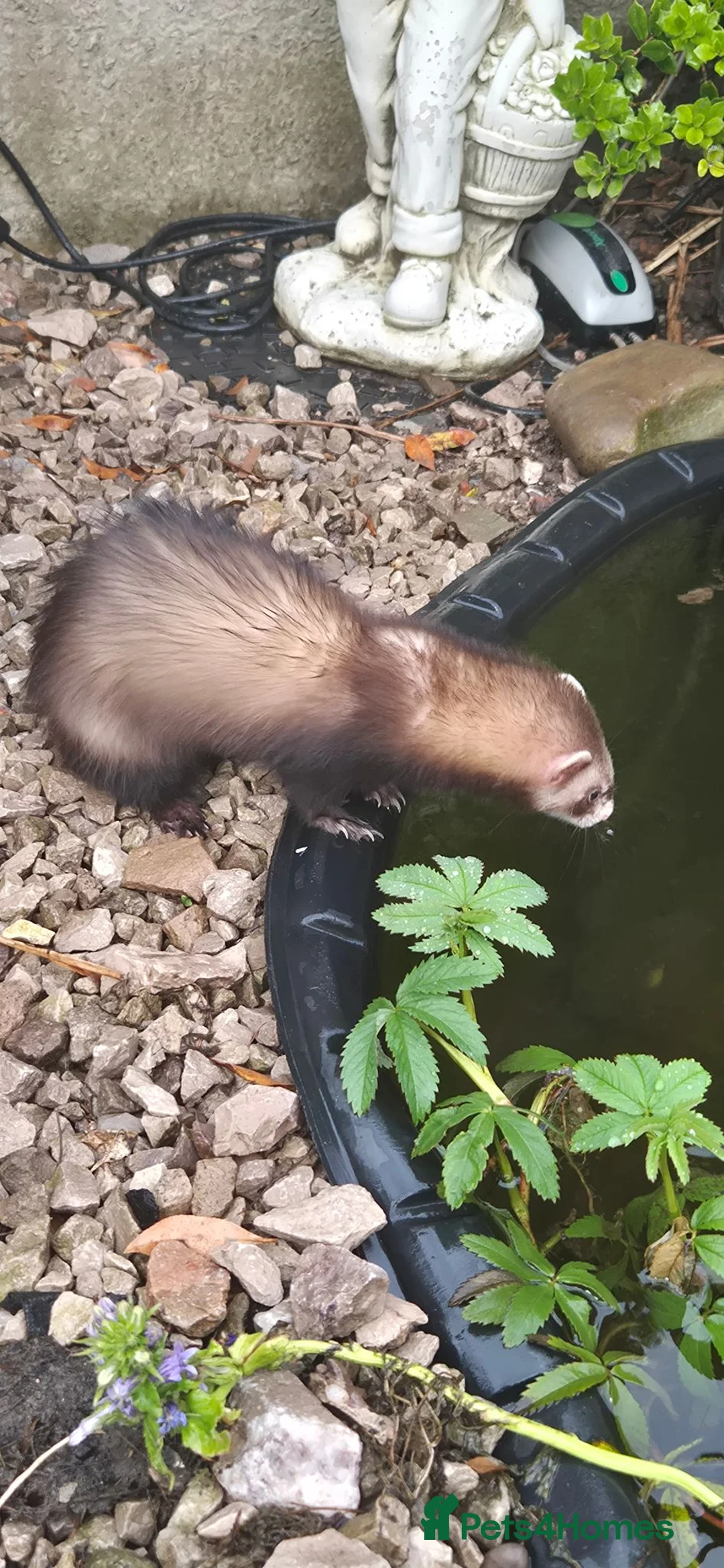 Ferret rodents for sale: Hutch and two hods in Prescot - Advert 2