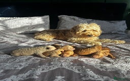 Cockapoo dogs for sale: Beautiful puppies in time for  ** ! 🐶 🥰  **   - Image 1