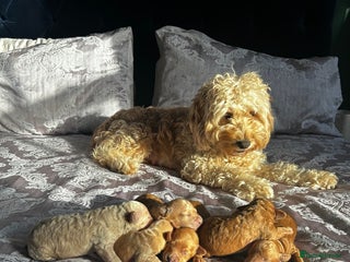 Cockapoo dogs for sale - Advert 1