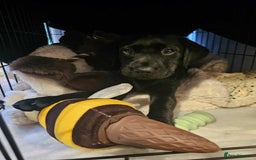 Labrador Retriever dogs for sale: Exceptional FTCHAMPION Labrador Retriever Puppies - Image 9