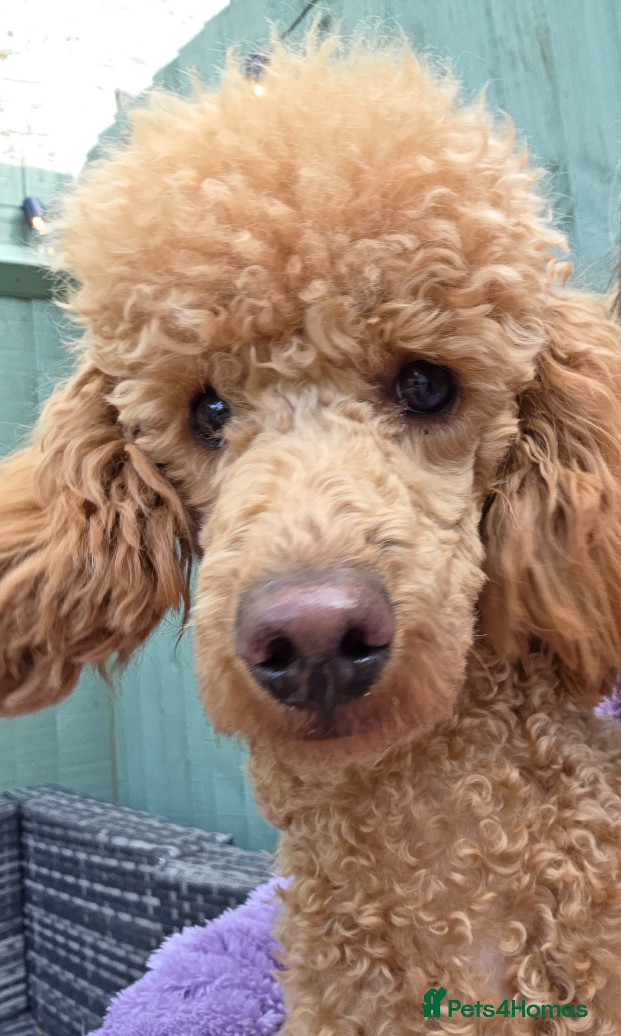 Miniature Poodle dogs 9 month old minature poodle for rehoming  - Advert 2