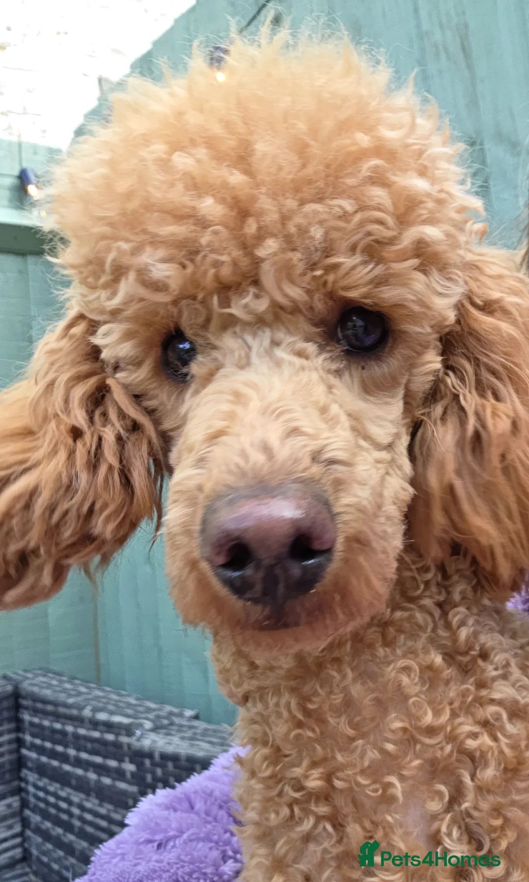 Miniature Poodle dogs for sale: 9 month old minature poodle for rehoming  - Advert 1