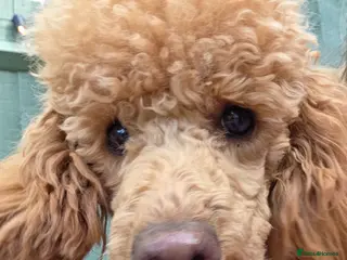 Miniature Poodle dogs 9 month old minature poodle for rehoming - Advert 10