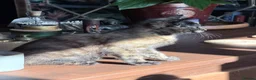 Mixed Breed cats for sale: Gorgeous mottled kitten  - Advert 2