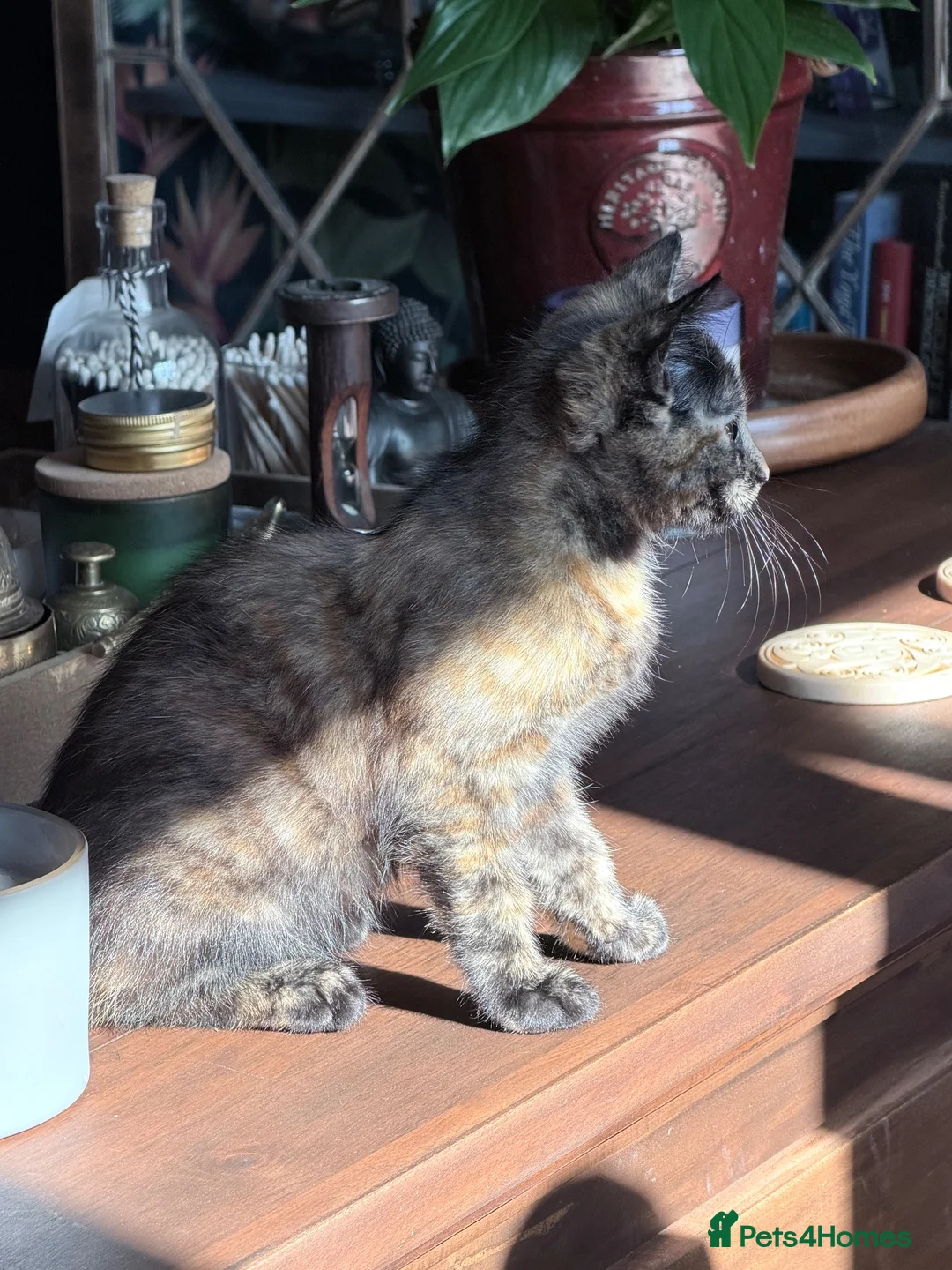 Mixed Breed cats for sale: Gorgeous mottled kitten  - Advert 2