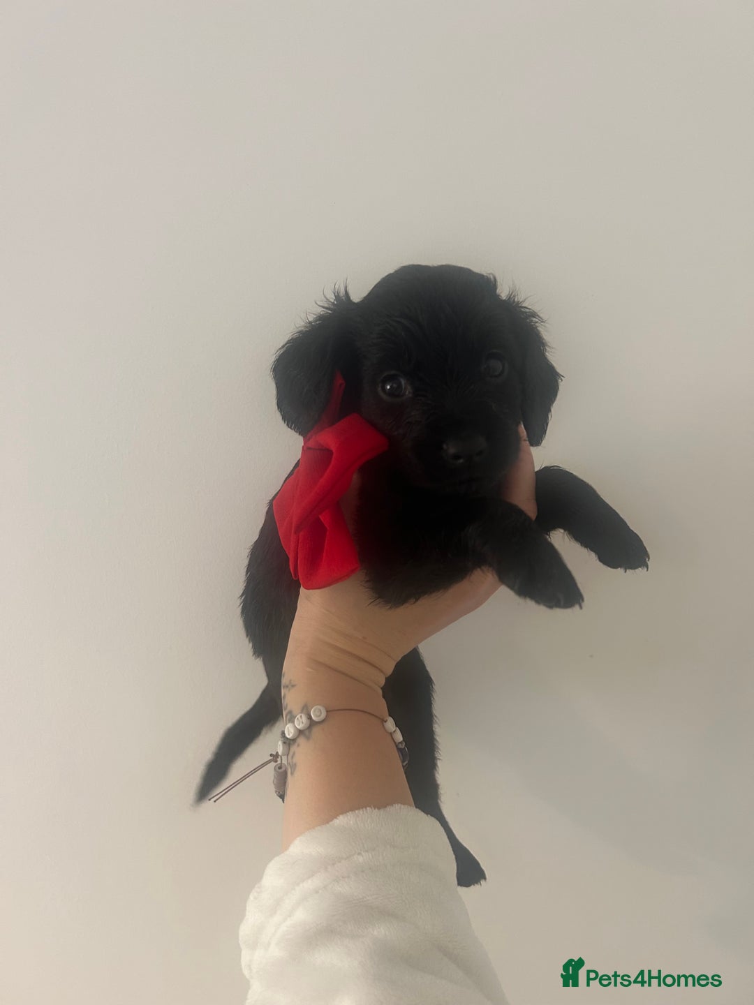 Cockapoo dogs for sale: 2 beautiful cocker spaniel puppies left for sale - Advert 13