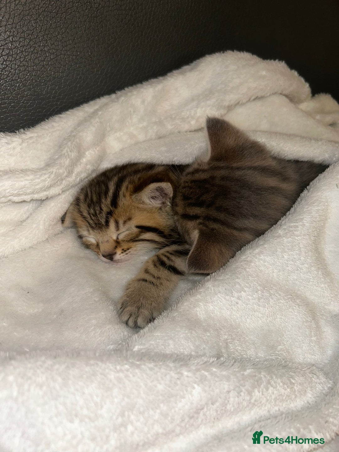 Savannah cats for sale: F4-F5+Savannah Kittens - Advert 24