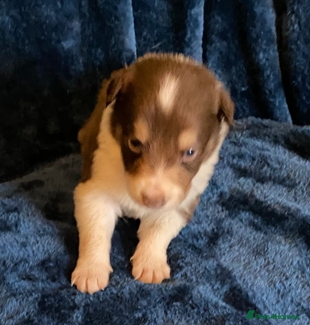 Border Collie dogs for sale: Quality Red, White & Gold Border Collie Pups - Advert 16